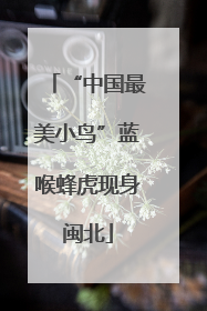 “中国最美小鸟”蓝喉蜂虎现身闽北