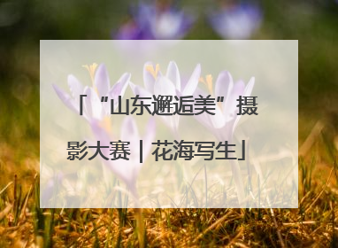 “山东邂逅美”摄影大赛｜花海写生