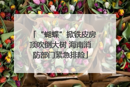 “蝴蝶”掀铁皮房顶吹倒大树 海南消防部门紧急排险