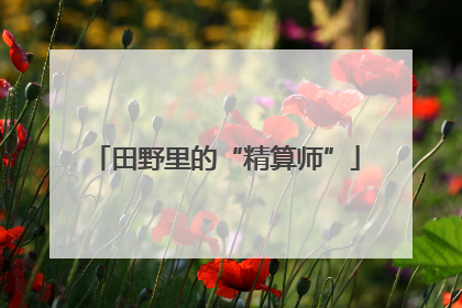 田野里的“精算师”