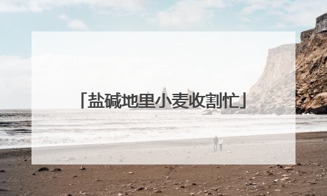 盐碱地里小麦收割忙