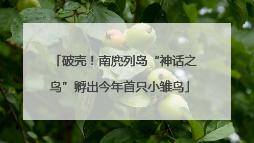 破壳！南麂列岛“神话之鸟”孵出今年首只小雏鸟