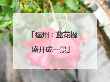 福州：蓝花楹盛开成一景