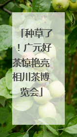 种草了！广元好茶惊艳亮相川茶博览会