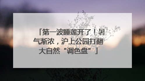 第一波睡莲开了！暑气渐浓，沪上公园打翻大自然“调色盘”