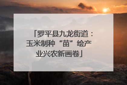 罗平县九龙街道：玉米制种“苗”绘产业兴农新画卷