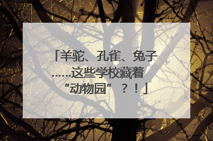 羊驼、孔雀、兔子……这些学校藏着 “动物园”？！