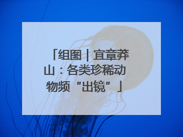 组图｜宜章莽山：各类珍稀动物频“出镜”