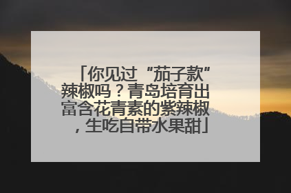 你见过“茄子款”辣椒吗？青岛培育出富含花青素的紫辣椒，生吃自带水果甜