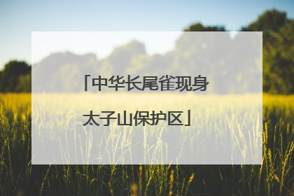 中华长尾雀现身太子山保护区