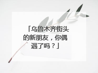 乌鲁木齐街头的新朋友，你偶遇了吗？