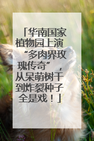 华南国家植物园上演“多肉界玫瑰传奇”，从呆萌树干到炸裂种子全是戏！