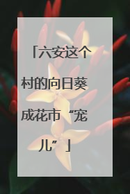 六安这个村的向日葵成花市“宠儿”