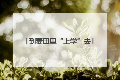 到麦田里“上学”去