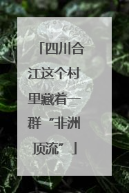 四川合江这个村里藏着一群“非洲顶流”
