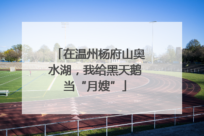 在温州杨府山奥水湖，我给黑天鹅当“月嫂”