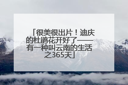 很美很出片！迪庆的杜鹃花开好了——有一种叫云南的生活之365天