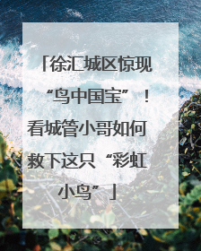 徐汇城区惊现“鸟中国宝”！看城管小哥如何救下这只“彩虹小鸟”