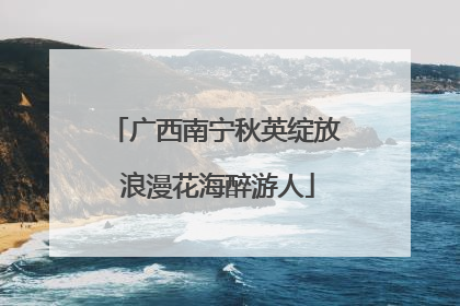 广西南宁秋英绽放 浪漫花海醉游人
