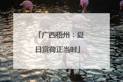 广西梧州：夏日赏荷正当时