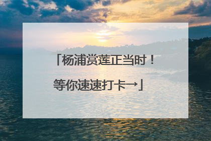 杨浦赏莲正当时！等你速速打卡→
