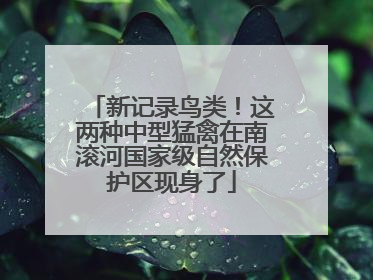 新记录鸟类！这两种中型猛禽在南滚河国家级自然保护区现身了
