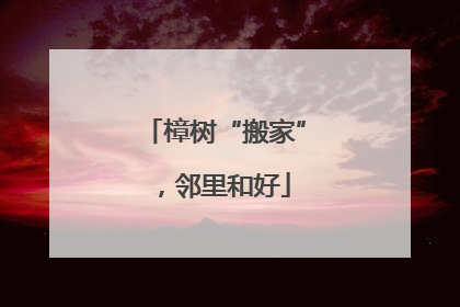 樟树“搬家”，邻里和好