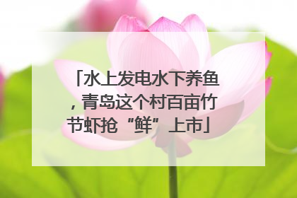 水上发电水下养鱼，青岛这个村百亩竹节虾抢“鲜”上市