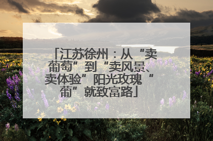 江苏徐州：从“卖葡萄”到“卖风景、卖体验”阳光玫瑰“葡”就致富路