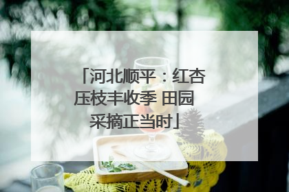 河北顺平：红杏压枝丰收季 田园采摘正当时
