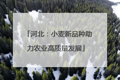 河北：小麦新品种助力农业高质量发展