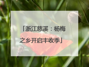 浙江慈溪：杨梅之乡开启丰收季