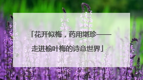 花开似梅，药用堪珍——走进榆叶梅的诗意世界