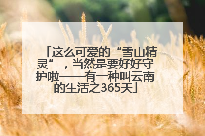 这么可爱的“雪山精灵”，当然是要好好守护啦——有一种叫云南的生活之365天