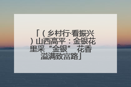 （乡村行·看振兴）山西高平：金银花里采“金银” 花香溢满致富路
