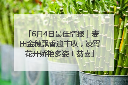 6月4日最佳情报｜麦田金穗飘香迎丰收，凌霄花开娇艳多姿！恭喜